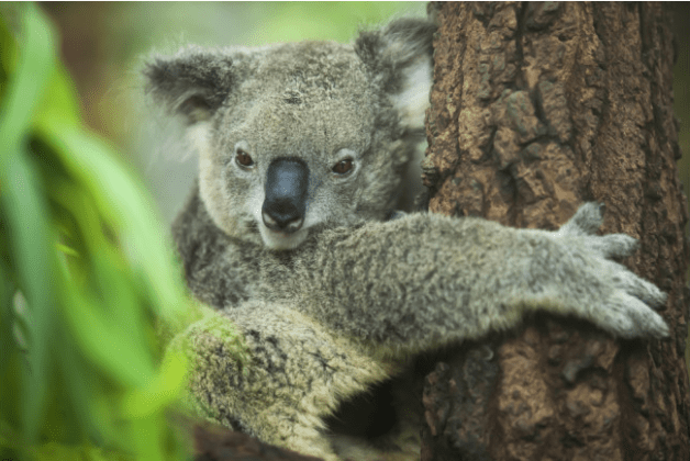 Bitcoin Koalas: 55% Of Investors Didn’t Sell Their Coins During Crypto Storm