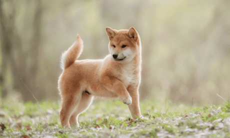 Shiba Inu Trends Upwards Through Strong Whale Accumulations