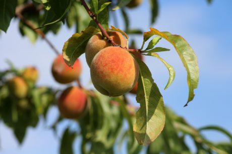 eToro Market Update: Peaches & Cream (invitation)