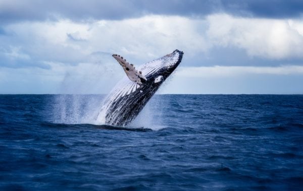 Fake FUD Blamed For Market Slump, One Bitcoin Whale Proves Otherwise