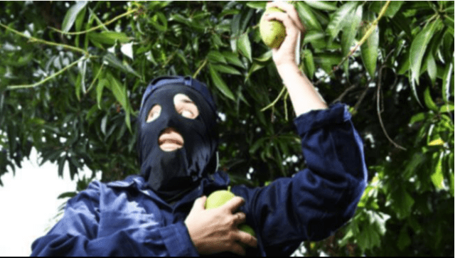 Mango Harvest – Hackers Steal $100 Million From DeFi Platform Mango Markets